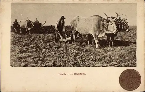 Ak Landwirtschaft, Bauern, Pflug, Rinder, Vieh