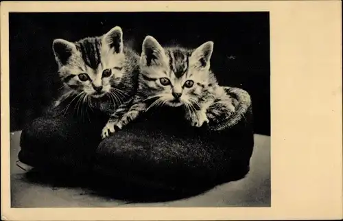 Ak Zwei junge Katzen in Schuhen