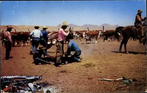 Ak Nordamerika, Landwirtschaft, Bauern, Rinder, Vieh