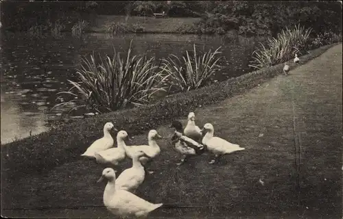 Ak Weiße Enten, Teich