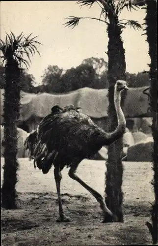 Ak Paris, Zoologischer Park, Ein Strauß