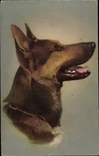Ak Schäferhund, Halsband, Tierportrait