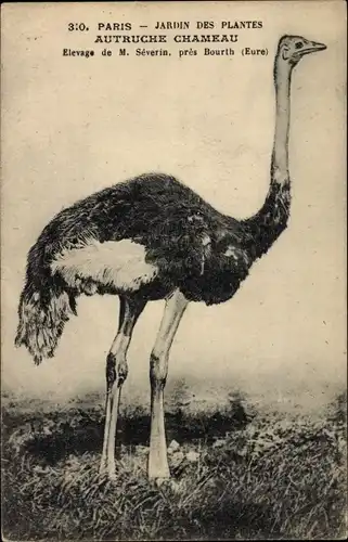 Ak Paris, Tierpark, Strauß