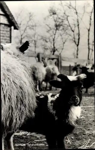 Ak Ruinen Drenthe Niederlande, Schafherde