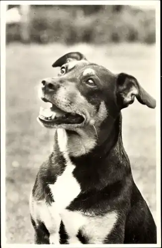 Ak Hund, Tierportrait