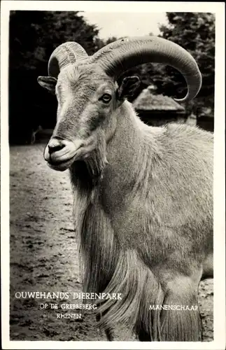 Ak Rhenen, Tierpark, Schafbock
