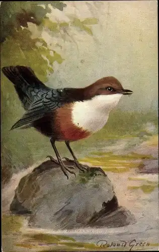 Künstler Ak Green, R., Dipper, Water Ousel, Colley