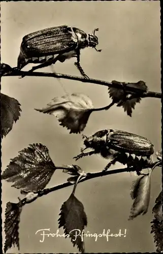 Ak Glückwunsch Pfingsten, Maikäfer, Laubblätter