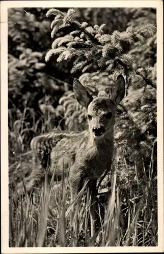 Ak Reh, Jungtier, Frühlingswald