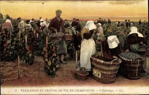 Ak Epernay Marne, Weinbau in der Champagne, Peeling