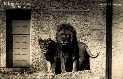 Ak München, Zoologischer Garten, Nubische Löwen