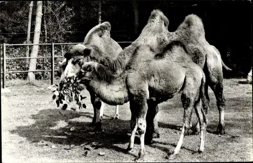 Ak Rhenen Utrecht, Tierpark, Kamele