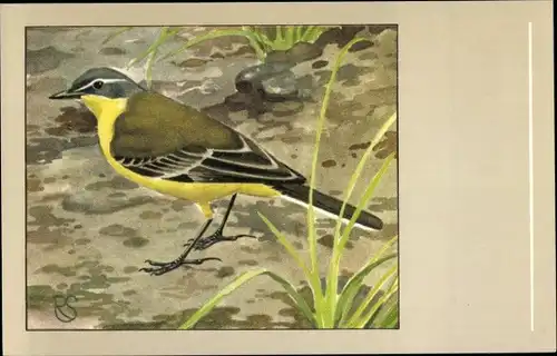 Künstler Ak Gelbe Schafstelze, Vogel