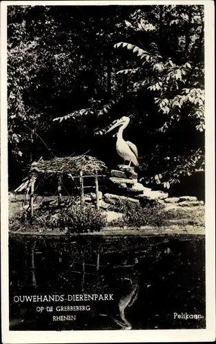 Ak Rhenen Utrecht, Tierpark, Pelikan