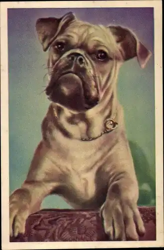 Ak Hundeportrait, Boxer mit Halsband