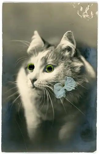 Stoff Ak Katze mit Plastikaugen, Blaue Stoff-Schleife, Tierportrait