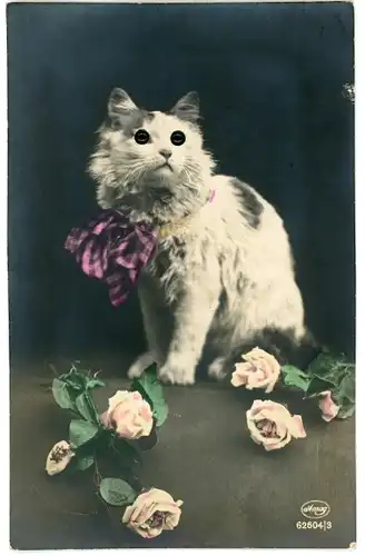 Stoff Ak Weiße Katze mit Plastikaugen, Schleife, Rosen, Tierportrait