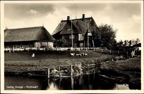 Ak Hallig Hooge in Nordfriesland, Kirchwarf, Schafe am Wasser