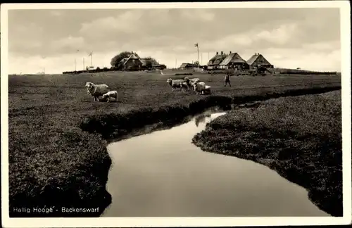 Ak Hallig Hooge in Nordfriesland, Backenswarf, Schafe