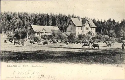 Ak Elend Oberharz am Brocken, Oberförsterei, Vieh