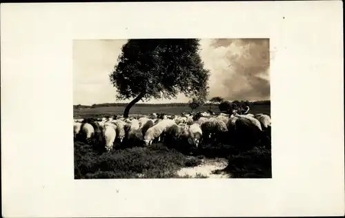 Foto Ak Undeloh in der Lüneburger Heide, Naturschutzpark, Schafherde