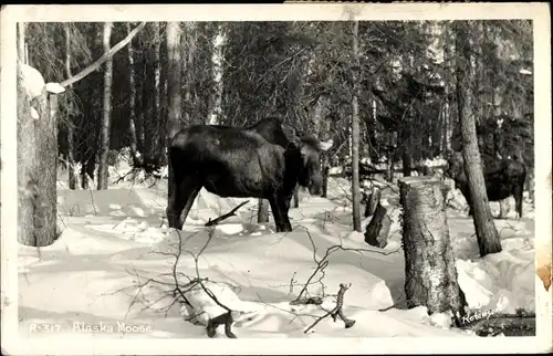 Ak Alaska USA, Elche, Waldpartie, Schnee