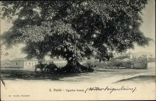 Ak São Paulo Brasilien, Figueira brava