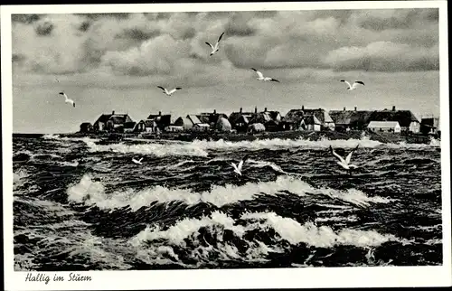 Ak Hallig im Sturm, Panorama, Möwen