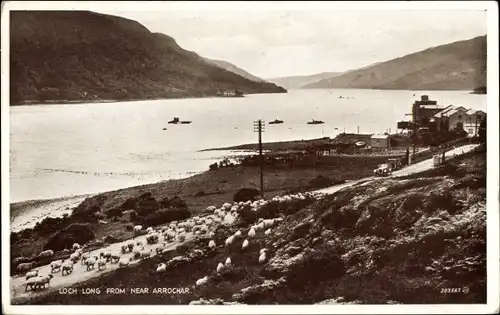 Ak Arrochar Schottland, Loch Long, Schafe