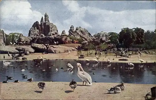 Ak Hamburg Eimsbüttel Stellingen, Carl Hagenbecks Tierpark, Gr. Vogelteich und Felspartie