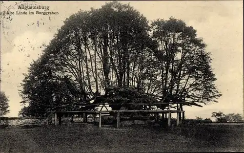 Ak Augustusburg im Erzgebirge, Alte Linde im Burggraben