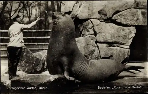 Ak Berlin Zoologischer Garten, Seeelefant Roland von Berlin