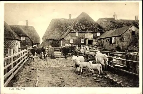 Ak Hallig Hooge in Nordfriesland, Hallig-Idyll, Schafe, Lämmer, Kühe, Reetdächer