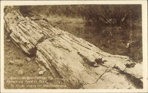 Foto Ak San Francisco Kalifornien USA, Queen of the forest, Petrified Forest Park