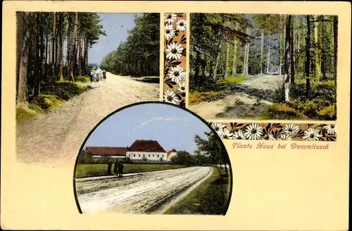 Ak Dommitzsch an der Elbe Sachsen, Plants Haus