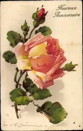 Künstler Ak Klein, Catharina, Blühende Rose