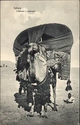 Ak Sahara, Chameau a palanquin