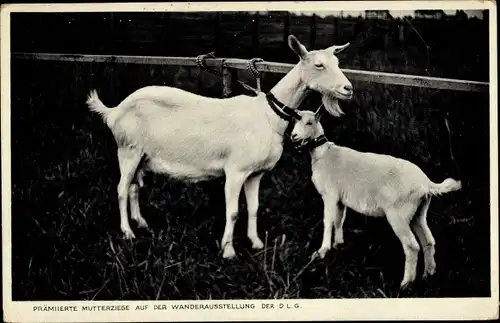 Ak Mannheim in Baden, 38. Deutsche Landwirtschaftliche Ausstellung 1932, Mutterziege