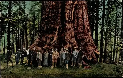 Ak Kalifornien USA, Mammutbaum, Männergruppe