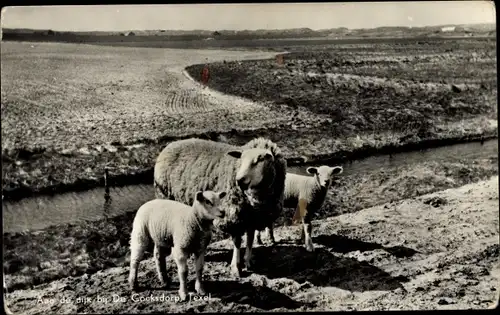 Ak Texel Nordholland Niederlande, Schafe