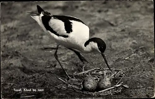 Ak Texel Nordholland Niederlande, Säbelschnäbler im Nest