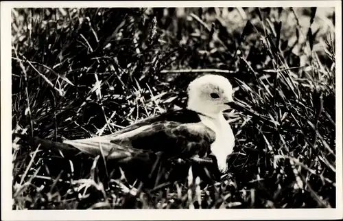 Ak Texel Nordholland Niederlande, Vogel, Vogelnest, Brutzeit