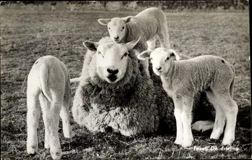 Ak Texel Nordholland Niederlande, Schafe, Jungtiere