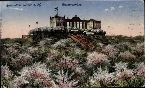 Ak Werder an der Havel, Bismarckhöhe, Baumblüte