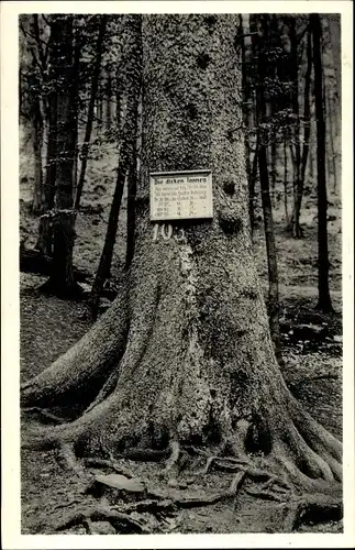 Ak Hohegeiß Braunlage im Oberharz, Die dicken Tannen