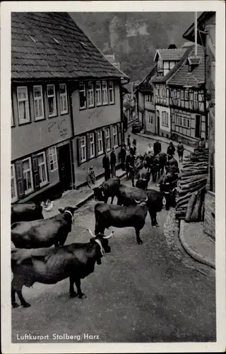 Ak Stolberg im Harz, Kuhherde