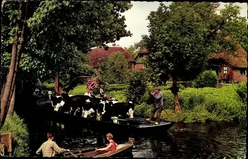 Ak Giethoorn Overijssel Niederlande, Veevervoer, Rinder auf Boot