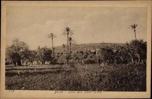 Ak Beirut Beyrouth Libanon, Oliven- und Palmenhain