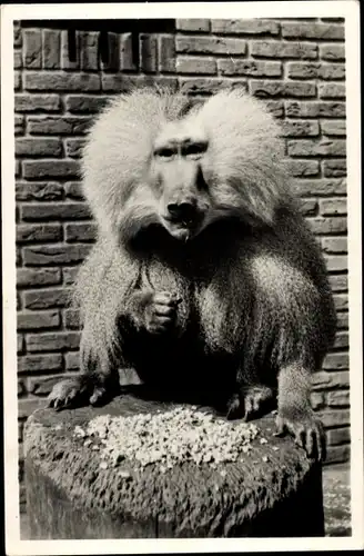 Ak Tierpark Wassenaar, Pavian, Portrait