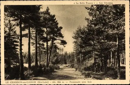 Ak Le Chambon sur Lignon Haute Loire, Promenade sous bois